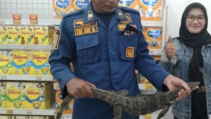 Biawak yang masuk ke minimarket di Gresik dan nongkrong di toilet.