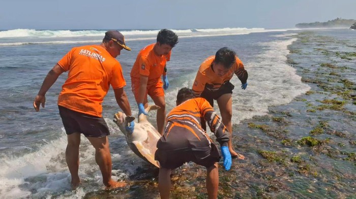 Dua penyu jumbo ditemukan mati di Pantai Sepanjang, Tanjungsari, Gunungkidul, Sabtu (2/8/2025).