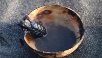 Seekor tukik bersiap untuk dilepaskan ke alam bebas dalam program konservasi penyu. Kegiatan ini menumbuhkan kesadaran pentingnya menjaga ekosistem laut dan pesisir sejak dini.Foto: ANTARA FOTO/Wahyu Putro A