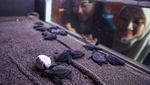 Gaungkan Wisata Edukasi, Goa Cemara Jadi Surga Konservasi Penyu