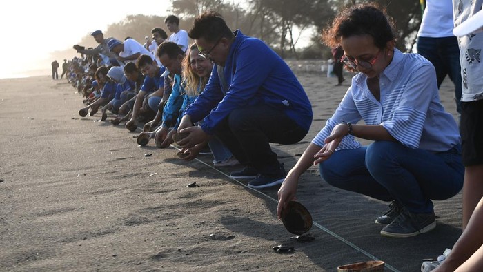 Gaungkan Wisata Edukasi, Goa Cemara Jadi Surga Konservasi Penyu Petugas mengamati tukik yang lahir melalui proses inkubasi buatan saat peresmian rumah edukasi penyu di Pantai Goa Cemara, Bantul, DI Yogyakarta, Jumat (1/8/2025). BCA meresmikan rumah edukasi penyu, penyediaan inkubasi buatan untuk penetasan tukik dan pelepasan tukik bersama masyarakat sebagai upaya menjaga keberlanjutan ekosistem pesisir, sekaligus memperkuat aspek edukasi dan wisata berbasis konservasi di kawasan Pantai Goa Cemara. ANTARA FOTO/Wahyu Putro A/agr