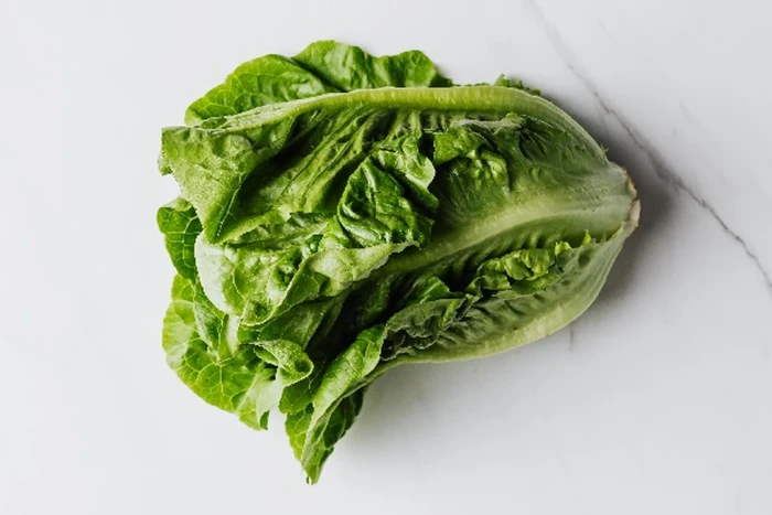 Jenis selada/lettuce