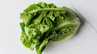 Salah satu yang paling populer di dunia, inilah Romaine Lettuce. Lembaran daunnya terkenal renyah segar dengan rasa daun lembut. Tahan lama di kulkas, jenis selada ini paling enak dijadikan Caesar salad atau diiris tipis-tipis sebagai isian taco. Foto: Hello Fresh