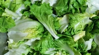 Saudaranya Romaine Lettuce, selada ini bernama Little Gem lettuce. Daunnya cenderung lebih kecil sehingga tidak usah dipotong lebih dulu jika ingin dijadikan isian salad. Foto: Hello Fresh