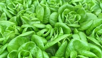 Butterhead Lettuce terkenal dengan rasanya yang lembut dan manis, bahkan ada yang bilang agak buttery dengan kesan segar. Permukaan daunnya yang lebar membuat Butterhead Lettuce ideal dijadikan wrap makanan lain. Foto: Hello Fresh
