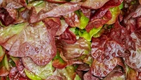 Warnanya hijau dan kemerahan, inilah Leaf Lettuce. Teksturnya terkenal lebih tipis dan lembut. Rasanya earthy dan menyegarkan. Kamu bisa menjadikan isian salad atau sandwich yang menyegarkan. Foto: Hello Fresh