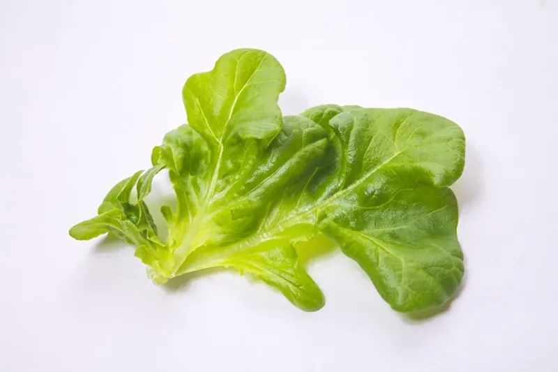 Jenis selada/lettuce