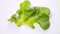 Kalau ini namanya Oak Leaf Lettuce. Warnanya tak hanya hijau, tapi bisa juga merah. Biasanya dirobek pelan-pelan daunnya untuk dijadikan isian salad. Foto: Hello Fresh