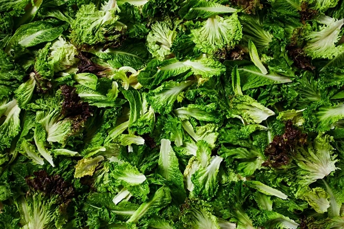 Jenis selada/lettuce