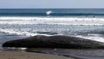Penampakan Empat Bangkai Paus Terdampar di Pantai Chiba Jepang