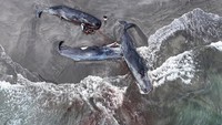 Otoritas Chiba bersiap menentukan langkah pengangkutan atau penguburan bangkai paus yang terdampar, sembari menunggu hasil penyelidikan ilmiah. Foto: REUTERS/Kim Kyung-Hoon