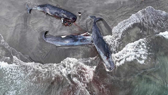 People look at dead whales at Heisaura Beach in Tateyama, Chiba Prefecture, Japan, July 31, 2025. According to local reports, four whales were found washed ashore on July 29. REUTERS/Kim Kyung-Hoon