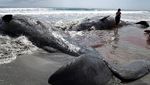 Penampakan Empat Bangkai Paus Terdampar di Pantai Chiba Jepang