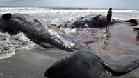 Mahasiswa lokal mengumpulkan sampel dari bangkai paus di pantai Chiba, sebagai bagian dari studi dan dokumentasi penyebab kematian mamalia laut itu. Foto: REUTERS/Kim Kyung-Hoon