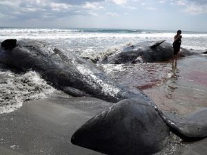 Penampakan Empat Bangkai Paus Terdampar di Pantai Chiba Jepang