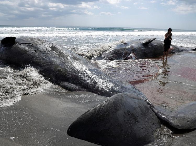 Penampakan Empat Bangkai Paus Terdampar di Pantai Chiba Jepang
