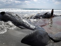 Penampakan Empat Bangkai Paus Terdampar di Pantai Chiba Jepang