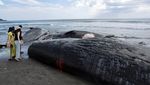 Penampakan Empat Bangkai Paus Terdampar di Pantai Chiba Jepang