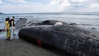 Bangkai paus terlihat terdampar di garis pantai Tateyama, Prefektur Chiba, Jepang, Kamis (31/7/2025), menjadi perhatian warga dan otoritas setempat. Foto: REUTERS/Kim Kyung-Hoon