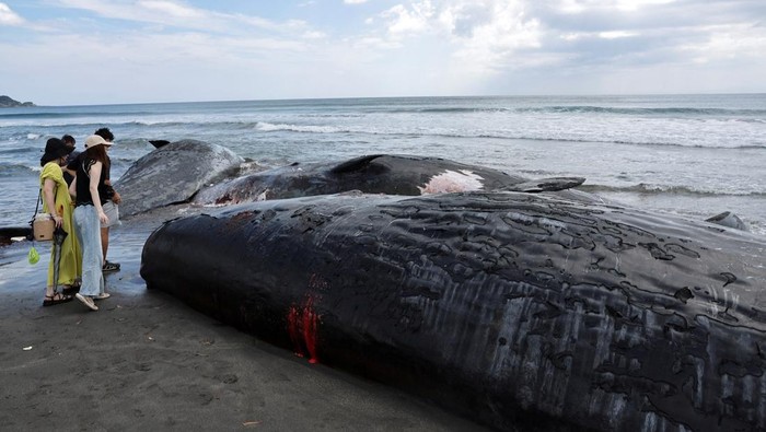People look at dead whales at Heisaura Beach in Tateyama, Chiba Prefecture, Japan, July 31, 2025. According to local reports, four whales were found washed ashore on July 29. REUTERS/Kim Kyung-Hoon
