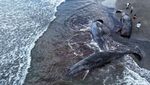 Penampakan Empat Bangkai Paus Terdampar di Pantai Chiba Jepang