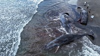 Tampak dari udara, empat bangkai paus tersebar di sepanjang garis pantai, memicu kekhawatiran ekologis dan investigasi ilmiah dari otoritas Jepang. Foto: REUTERS/Kim Kyung-Hoon