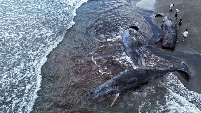 People look at dead whales at Heisaura Beach in Tateyama, Chiba Prefecture, Japan, July 31, 2025. According to local reports, four whales were found washed ashore on July 29. REUTERS/Kim Kyung-Hoon