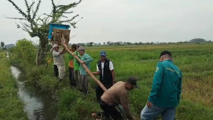 Petani padi di Musi Rawas pasang Rubuha untuk atasi hama tikus