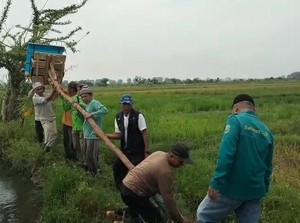Atasi Hama Tikus, Petani Musi Rawas Pasang Rubuha di Tengah Sawah