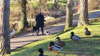 Definisi bebek aja bisa ngantri ya. Foto: Bored Panda