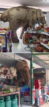 Coba deh lihat sederet foto hewan lucu nan absurd ini. Siapa tau bisa membuat harimu lebih ceria lagi.