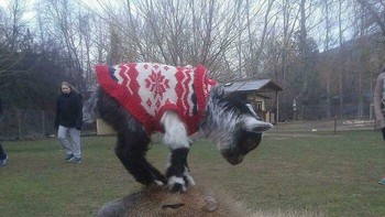 Lihat aku punya keseimbangan yang luar biasa, ucapnya. Foto: Bored Panda