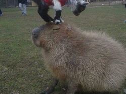 12 Foto Hewan Lucu dan Absurd yang Ada di Internet, Udah Lihat Belum?