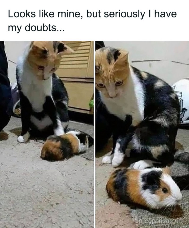 Coba deh lihat sederet foto hewan lucu nan absurd ini. Siapa tau bisa membuat harimu lebih ceria lagi.