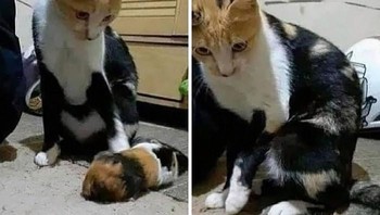 Dikarain anaknya, eh tau-taunya. Foto: Bored Panda