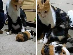 12 Foto Hewan Lucu dan Absurd yang Ada di Internet, Udah Lihat Belum?