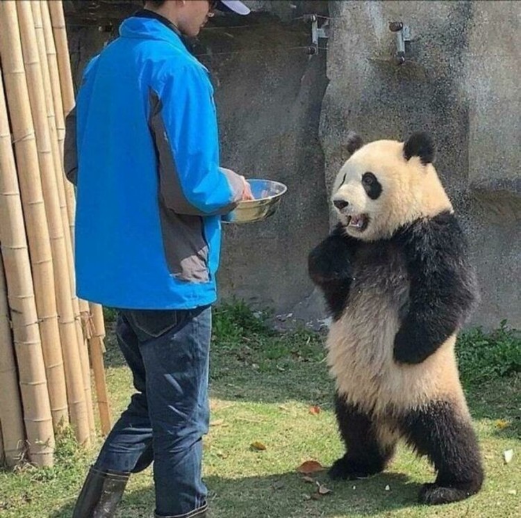Coba deh lihat sederet foto hewan lucu nan absurd ini. Siapa tau bisa membuat harimu lebih ceria lagi.