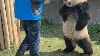 Sepertinya si panda marah dikasih makan bambu mulu. Foto: Bored Panda