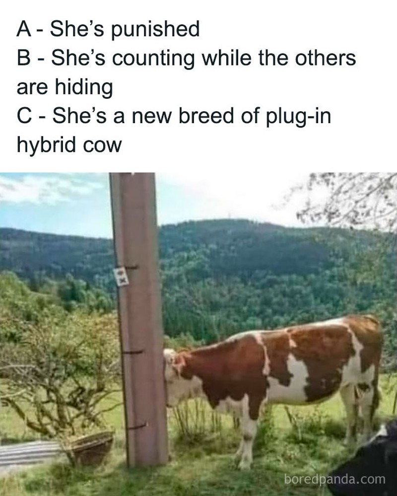 Coba deh lihat sederet foto hewan lucu nan absurd ini. Siapa tau bisa membuat harimu lebih ceria lagi.