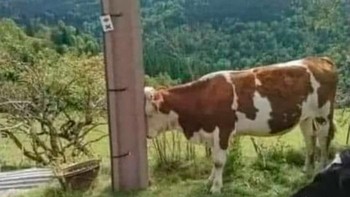 Hayo pilih, kira-kira dia kenaapa dan lagi ngapain? Kayaknya lagi dihukum deh. Foto: Bored Panda