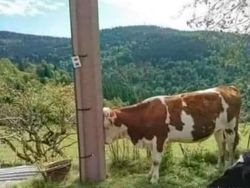 12 Foto Hewan Lucu dan Absurd yang Ada di Internet, Udah Lihat Belum?