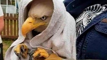 Bagus-bagus, jadilah burung yang nurut ya. Foto: Bored Panda