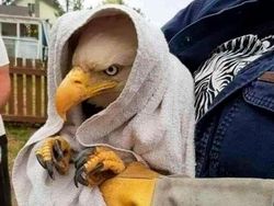 12 Foto Hewan Lucu dan Absurd yang Ada di Internet, Udah Lihat Belum?