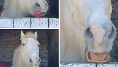 12 Foto Hewan Lucu dan Absurd yang Ada di Internet, Udah Lihat Belum?