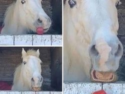 12 Foto Hewan Lucu dan Absurd yang Ada di Internet, Udah Lihat Belum?