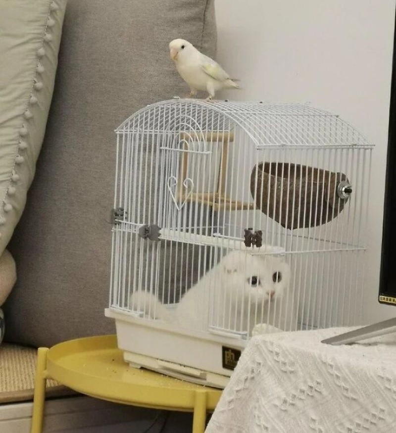 Coba deh lihat sederet foto hewan lucu nan absurd ini. Siapa tau bisa membuat harimu lebih ceria lagi.