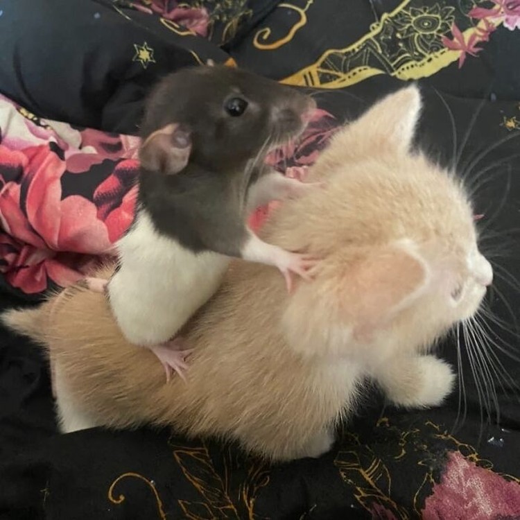12 Foto Hewan Lucu dan Absurd yang Ada di Internet, Udah Lihat Belum? Coba deh lihat sederet foto hewan lucu nan absurd ini. Siapa tau bisa membuat harimu lebih ceria lagi.