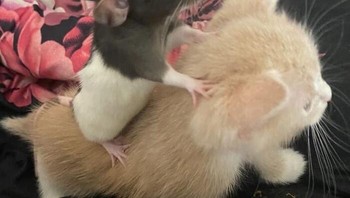 Ini namanya main kucing-kucingan, bukan kuda-kudaan. Foto: Bored Panda