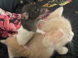 12 Foto Hewan Lucu dan Absurd yang Ada di Internet, Udah Lihat Belum?