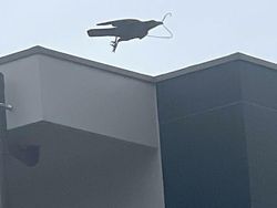 12 Foto Hewan Lucu dan Absurd yang Ada di Internet, Udah Lihat Belum?